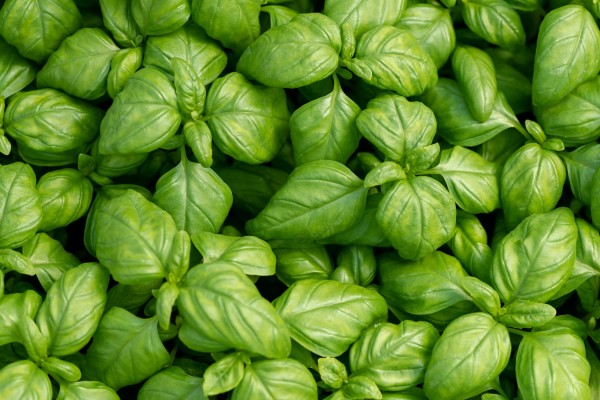 Basil leaves