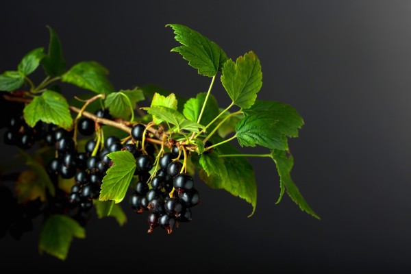 Blackcurrant liqueur