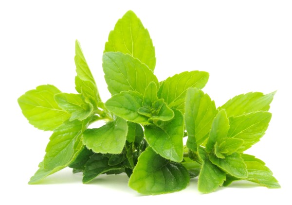 Mint Leaves